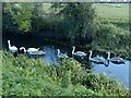 A family of swans