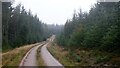 Logging road, Sittenham Wood