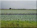 TF2941 : Assorted cabbages off Frampton Bank by JThomas