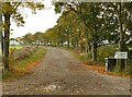 A row of sycamores with autumn colours