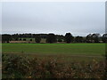 Crop field north of Shambles Lane