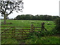 Footpath and grazing, Melmerby Green End