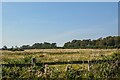 NZ1692 : Tritlington and West Chevington : Grassy Field by Lewis Clarke