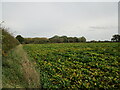 Sugar beet near Stixwould