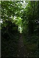 Bridleway through woodland