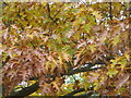 Red oak tree by the entrance to Westgate Gardens, Canterbury