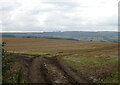 Stubble field off Thiefgate Lane