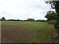 Young winter crop, Newfield