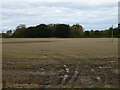 Stubble field and woodland