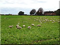 Sheep near Hutton Hill Farm