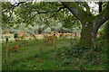 Heathland in the Rifle Range Nature Reserve, Worcestershire