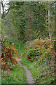 SO8174 : Woodland track in the Rifle Range Nature Reserve, Worcestershire by Roger  Kidd