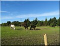 Horses at Langley View