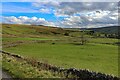 Pasture south of East Cocklake