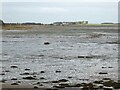 NU1434 : Birds on the Budle Bay tidal flats by Oliver Dixon