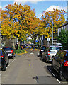 Ross Street: bright leaves