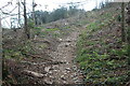 Path up into Coed Rhyd-fraith