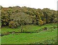 Autumn view of South Wood