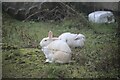 Rabbits in farmyard