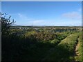 Pig fields near Nanterrow Cottage