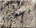 SX6871 : Devil's coach-horse beetle near Venford Brook by Derek Harper