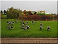 Barnacle geese beside one of the lakes at the JCB factory