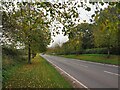 Tree-lined road near Denstone