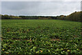 Field of Root Vegetables by Green Lane