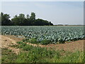 Cabbages off Eleven Acre Lane