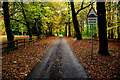 Access road, Seskinore Forest