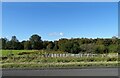 NZ1750 : Marshy field beside the A6076 by Robert Graham