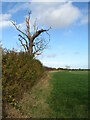 Decayed ash tree in a hedge