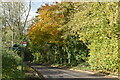 SU1626 : Leafy lane with bus stop near Radnor Hall by David Martin