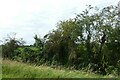 Hedgerow beside the path