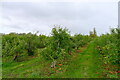 Apple orchard, Horkesley Heath