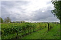 Reichensteiner  vines ?, Dedham Vale Vineyard