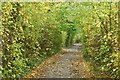 Path in Toton Fields Nature Reserve