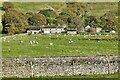 Outhgill, Castlethwaite House: Grazing sheep