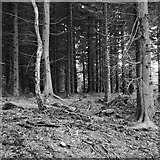 NH6856 : Bog of Shannon Wood by Richard Webb