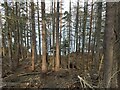 Trees and brash above the shoreline