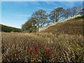 The walls of Mount Vernon Cemetery, Thurso