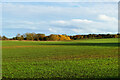 NZ1710 : Autumn colours on the Stanwick earthworks by Andy Waddington