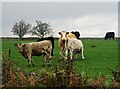 NZ1047 : Cattle beside Outputs Lane by Robert Graham