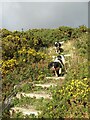 Steps on the Bryniau footpath