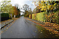 Autumnal along Ballynahatty Road