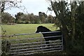 Gate, horse, field