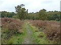 Track above the Oldacre Brook