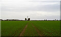 Footpath over arable land, near Tillingham Hall, West Horndon