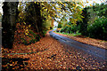 Fallen leaves along Retreat Avenue, Mullaghmore