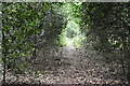 Footpath, Mockbeggar Woods